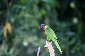 Rainbow lorikeet or lory, Trichoglossus haematodus