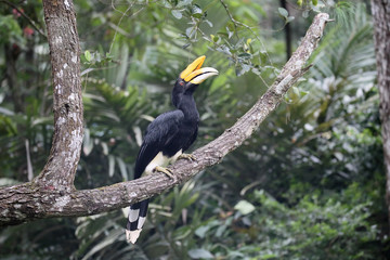 Rhinoceros hornbill, Buceros rhinoceros