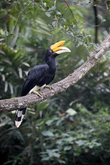 Fototapeta premium Rhinoceros hornbill, Buceros rhinoceros