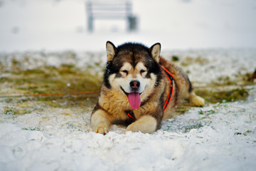 Alaskan Malamute in the snow
