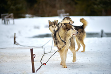 Naklejka premium Alaskan Malamute in the snow
