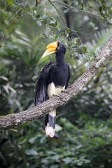 Rhinoceros hornbill, Buceros rhinoceros