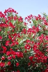 Oleander blooming red in summer, Italy 