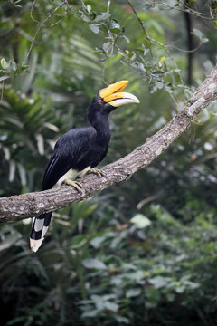 Fototapeta Rhinoceros hornbill, Buceros rhinoceros