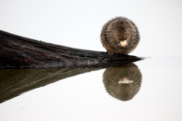 Water vole, Arvicola amphibius