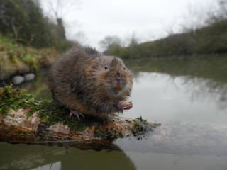 Water vole, Arvicola amphibius