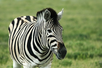 Fototapeta na wymiar afrika namibia ethosha zebra
