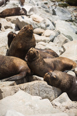 Fototapeta premium South American fur seals