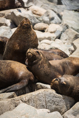 Fototapeta premium South American fur seals