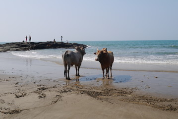 Буйволы на пляже  