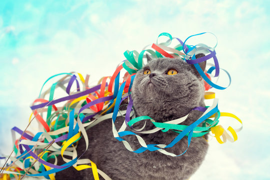 Blue british shorthair cat entangled in colorful streamer on the
