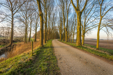 Fototapeta na wymiar Bare trees on either side of a country road