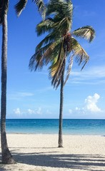 Palm trees on sandy ocean beach