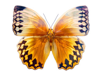 Beautiful monarch butterfly isolated on white