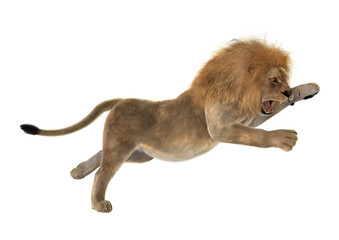 Male Lion on White