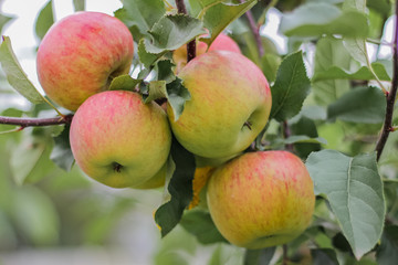 An any red apples on branch