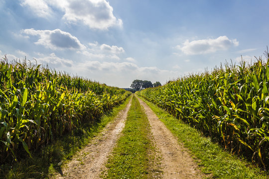 Weg im Maisfeld