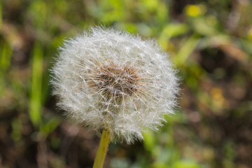 Dandelion flower in the park