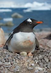 Fototapeta premium Adult Gentoo penguin lying on the egg, with icy blue background, Antarctica