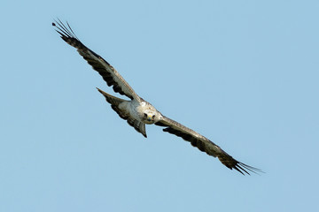 The booted eagle (Aquila pennata) © bereta