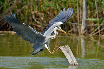 grey heron in natural habitat (ardea cinerea)