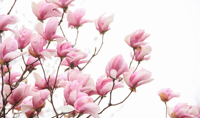Pink magnolia blossom on white background