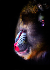 mandrill close-up portrait (Mandrillus sphinx)