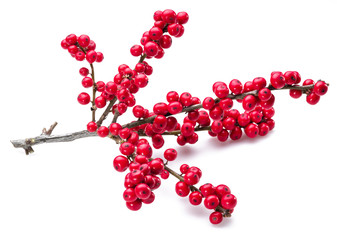 European Holly (Ilex) leaves and fruit on a white background.