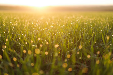 Fresh grass with dew in the sunrise