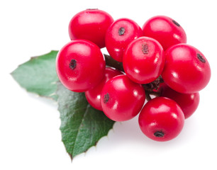 European Holly (Ilex) leaves and fruit on a white background.