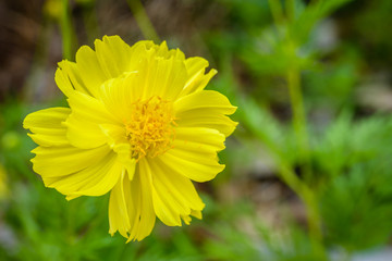 yellow cosmos flowers blooming in the garden