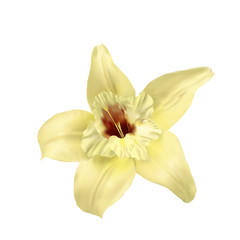 Fototapeta na wymiar vanilla flower isolated