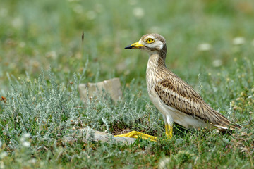 Burhinus oedicnemus (Eurasian Thick-knee, Eurasian Stone-curlew