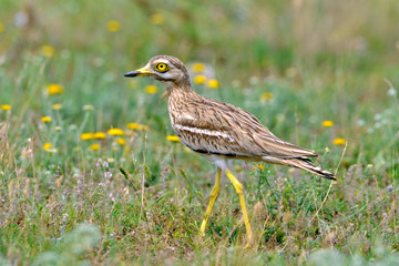 Burhinus oedicnemus (Eurasian Thick-knee, Eurasian Stone-curlew