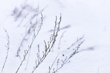 Dry grass at winter