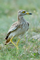 Burhinus oedicnemus (Eurasian Thick-knee, Eurasian Stone-curlew