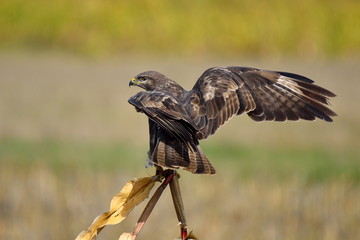 common buzzard on field (buteo buteo)