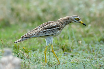Burhinus oedicnemus (Eurasian Thick-knee, Eurasian Stone-curlew