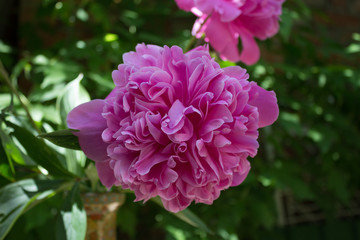 Pink Peony flower