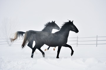 Plakat Beautiful horse running in winter