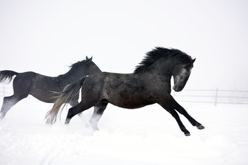 Beautiful horse running in winter