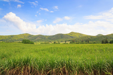 Fototapeta na wymiar sugarcane plantation