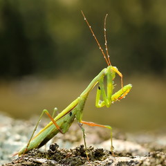 insect outdoor (Mantis Religiosa)
