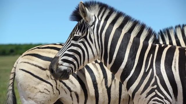 Close up from two zebras in Addo Elephant National Park South Africa
