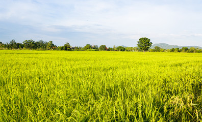 rice plantation in Thailand