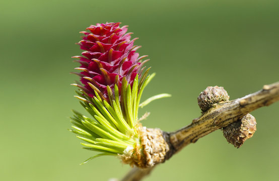 L&auml;rchenbl&uuml;te