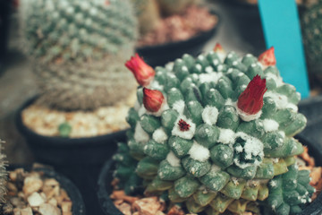 Cactus