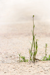 Green weed grow through the stone