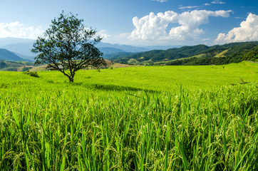 rice field on terraced