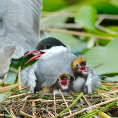 common tern feeding its chicks  (sterna hirundo)